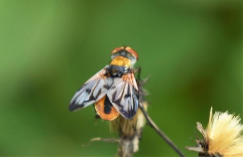 Ectophasia crassipennis